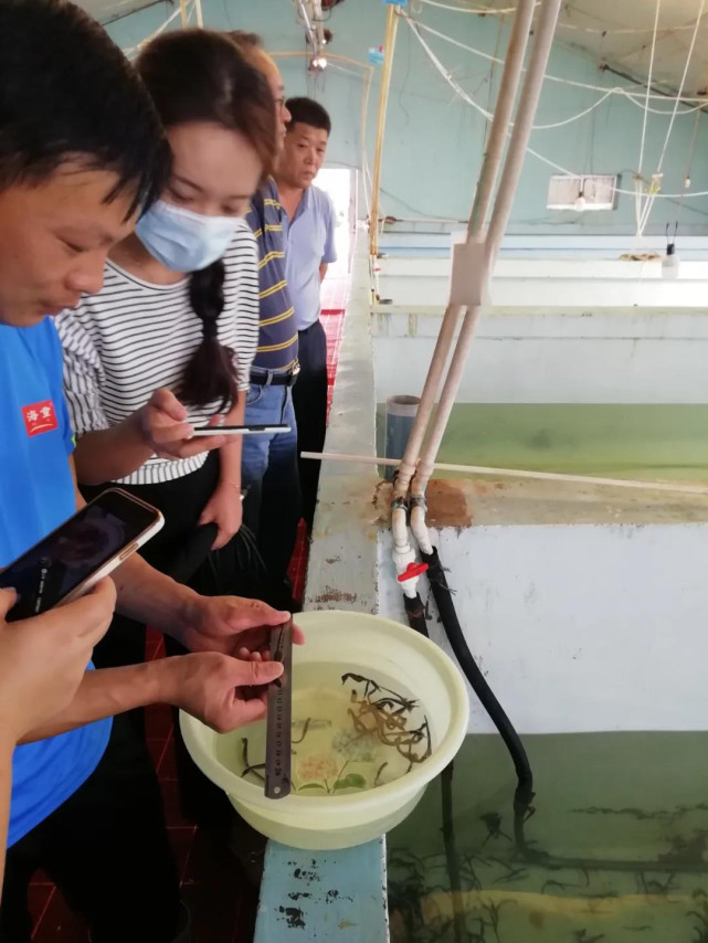 "北方海马大规模人工繁育与健康养殖"项目通过现场验收