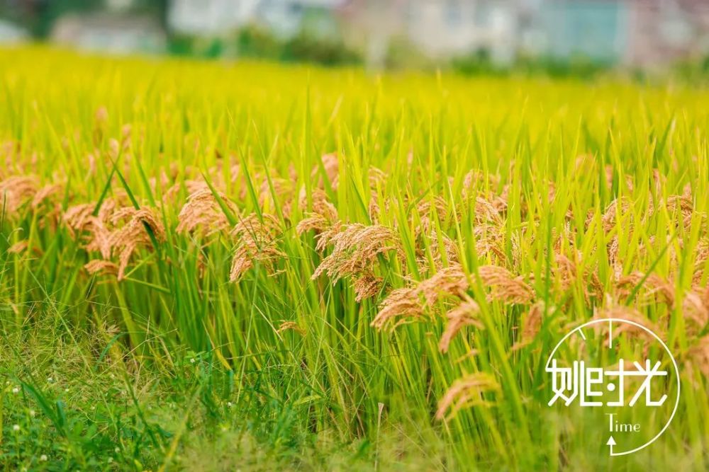 稻花香里说丰年一到秋天马渚这个地方又变得不一样了