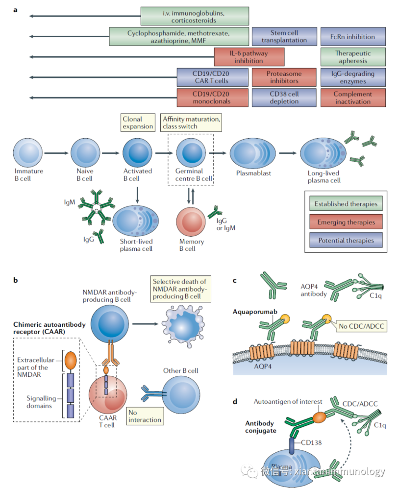 自身抗体如何产生如何针对性开发药物