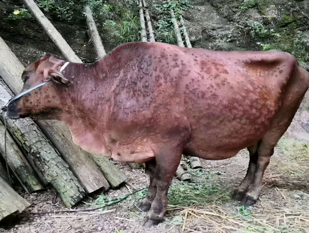 消之宝
