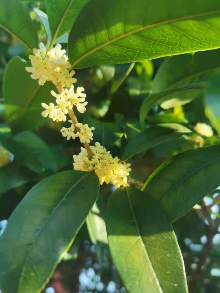 了一枝在绿色的叶片与叶片之间来得比过去晩了一整月辛丑年的桂花来了