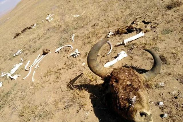 1979年昆仑山上到底发生了什么昆仑山事件真相揭秘