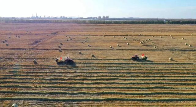 北大荒秸秆的去向