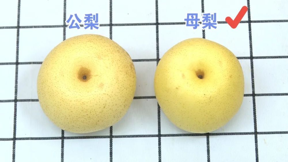分辨公梨和母梨,主要看梨脐,即梨子底部的凹陷部位.