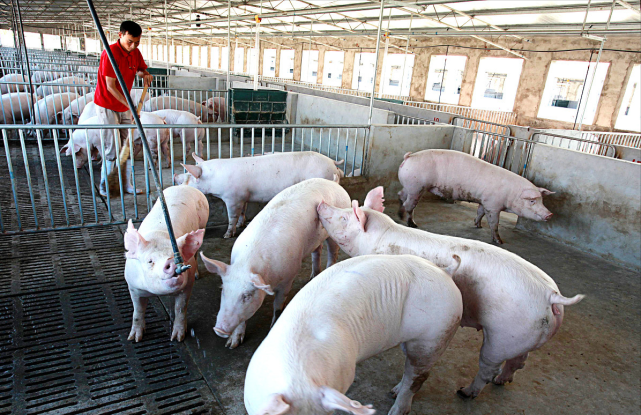 猪价坐火箭全国猪价9连涨猪价破9有望了10月26日猪价