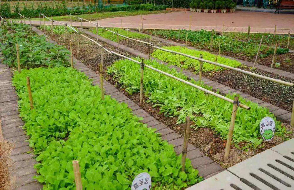 名单公布梅华生态菜园新主人快来认领你的地