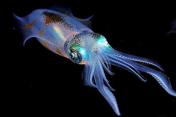 现实生活中的海怪巨型鱿鱼,神秘的深海捕食者