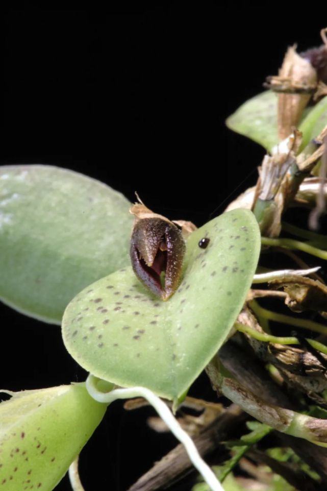 pleurothallis parvula腋花蘭屬的 pleurothallis wilsonii ,這個屬共