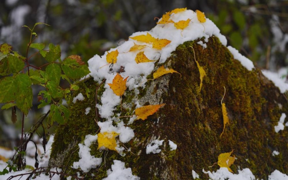 深秋初雪,平河梁各種植物色彩斑斕景色迷人.程彬 攝