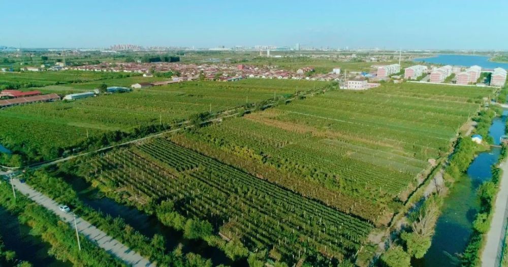 喜讯丨茶淀街道入选第十一批全国一村一品示范村镇名单