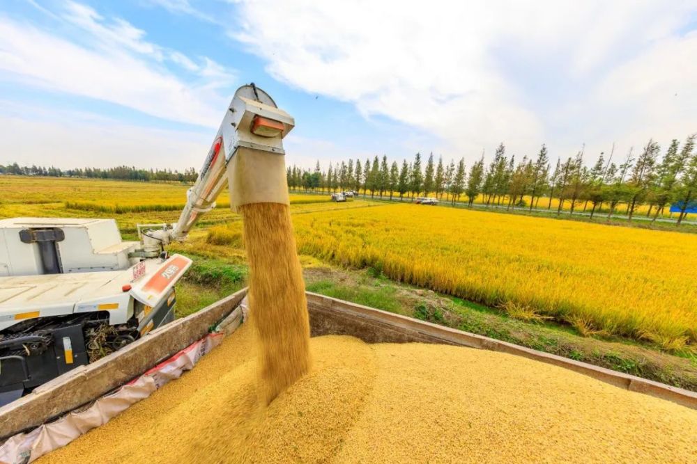 天福稻谷丰收啦,这大米我给满分!_腾讯新闻