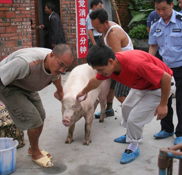 猪价大涨6块1,养猪人的春天来了,猪价要连涨破9?2个坏消息!