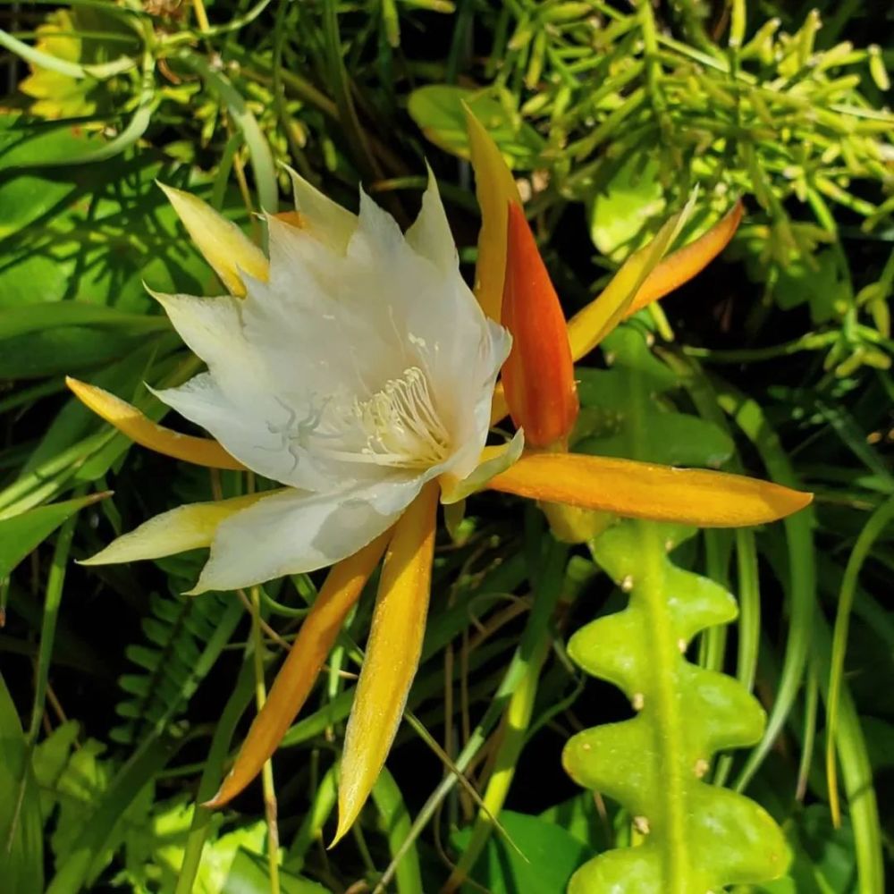 家裡養的盆栽魚骨令箭不開花,葉子發皺,可能是這5點沒做好_騰訊新聞