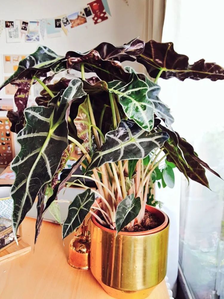 小众的室内盆栽黑叶观音莲,颜值高,价格便宜,为啥容易黄叶?_腾讯新闻