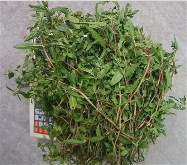 野草变仙草以前无人种植近一个月涨价4倍很多人去采