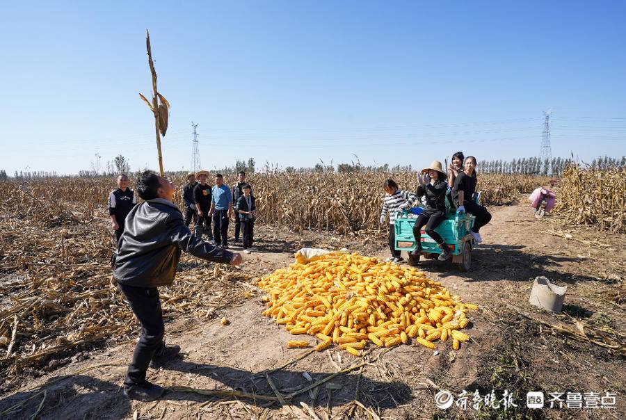 壹點圖集丨雜技團邂逅玉米田秋收竟能這麼新鮮