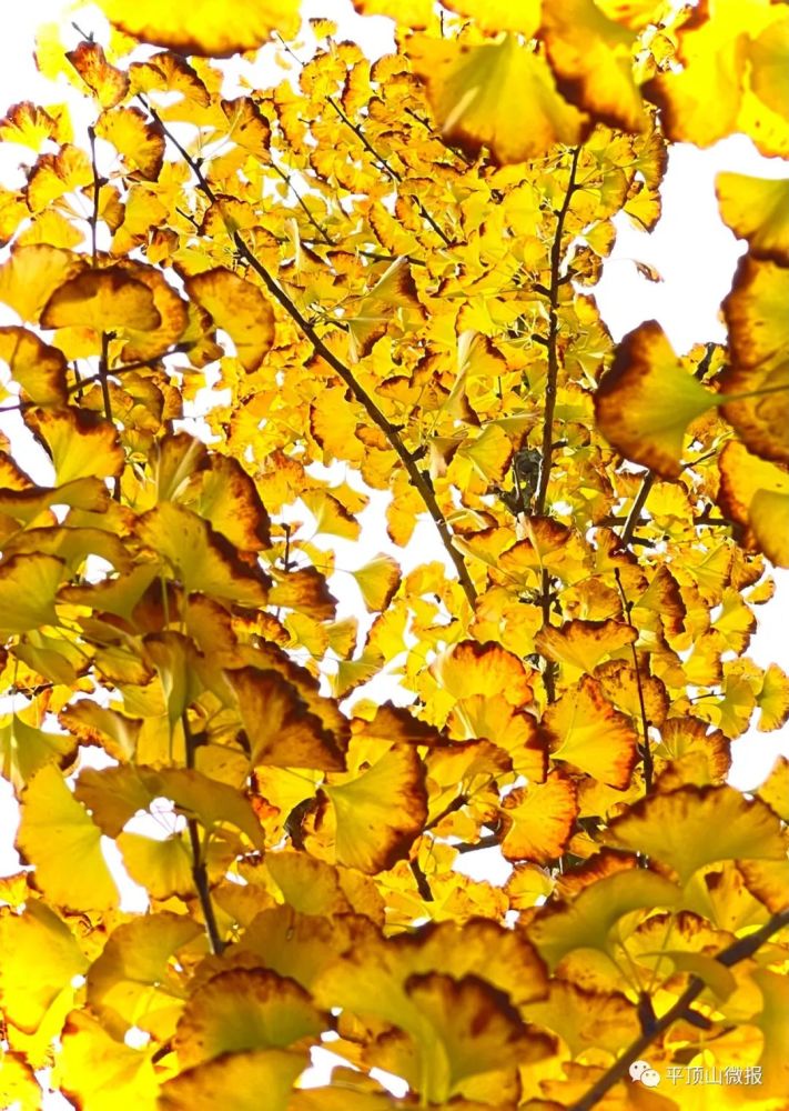 新华网盯上了平顶山成功出圈