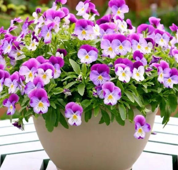 冬天能开花的5种植物,家里养几盆,花繁色艳,漂亮极了!