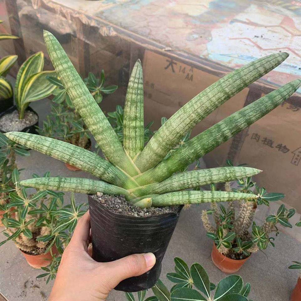 名贵虎皮兰的品种(名贵虎皮兰的品种有哪些)