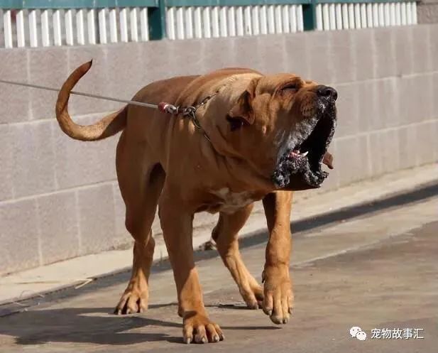 世界上最大十犬五英国獒犬