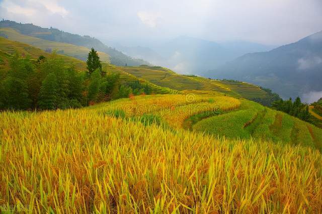 南丹县芒场镇巴平村地处桂西北高寒山区,海拔近1000米.