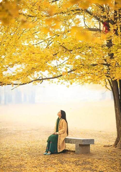 赏读落叶的静美一场淡然和从容