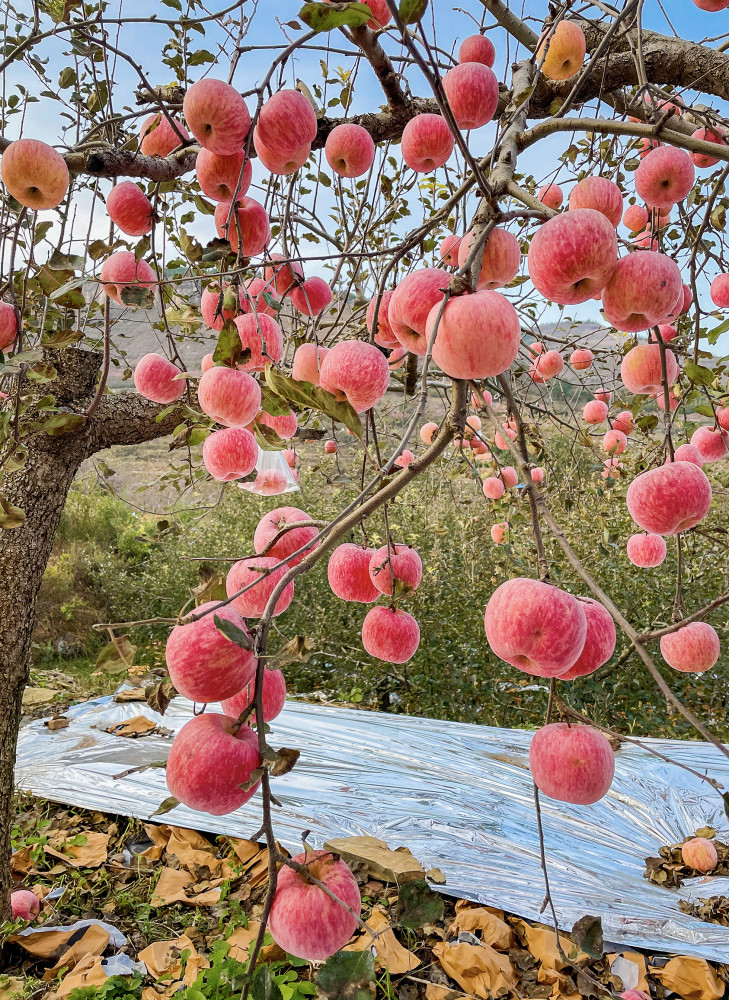 山东好景天上果园的苹果熟了