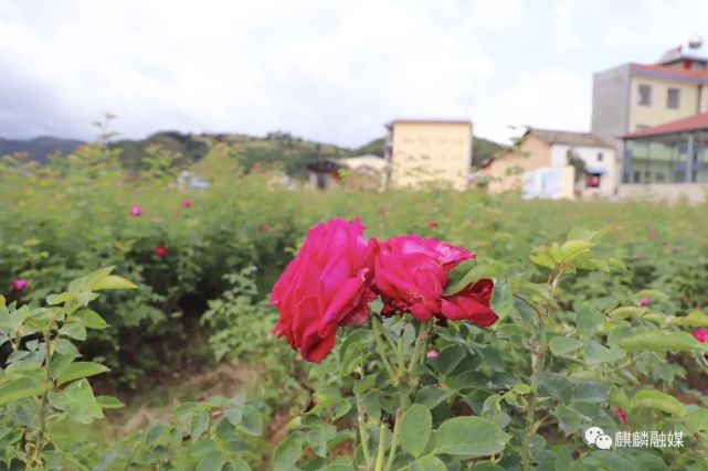 麒麟沙壩:做強鄉村旅遊 助力鄉村振興