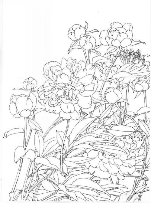 工笔芍药的画法步骤与白描底稿