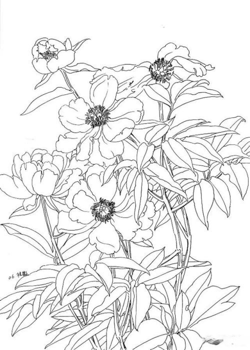 工笔芍药的画法步骤与白描底稿