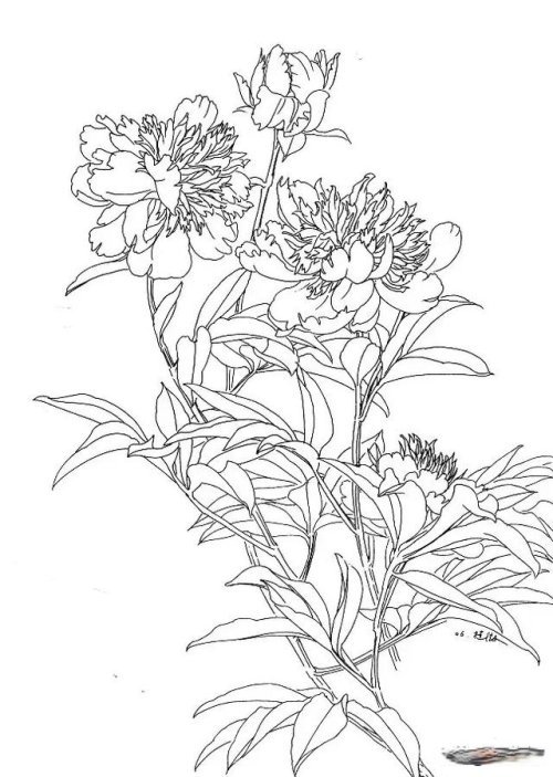 工笔芍药的画法步骤与白描底稿