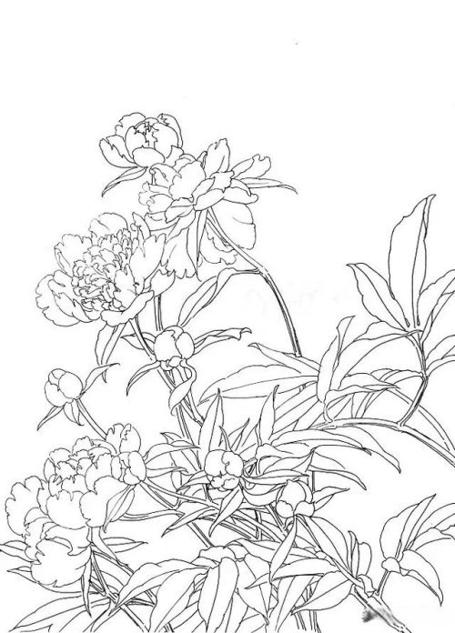 工笔芍药的画法步骤与白描底稿