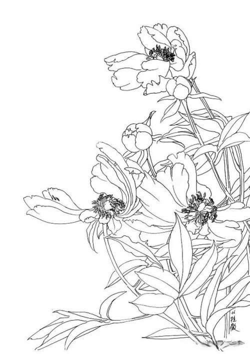 工笔芍药的画法步骤与白描底稿