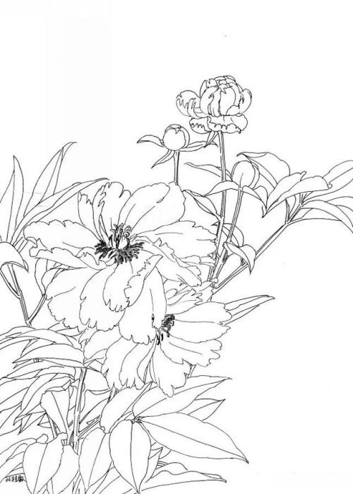 工笔芍药的画法步骤与白描底稿