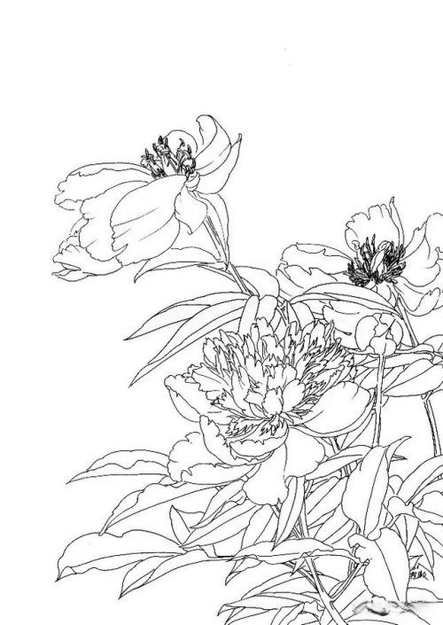 工笔芍药的画法步骤与白描底稿