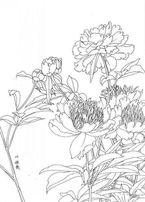 工笔芍药的画法步骤与白描底稿