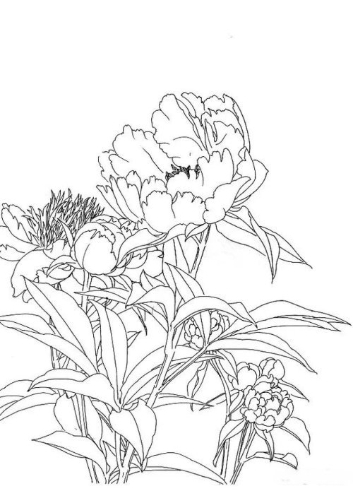 工笔芍药的画法步骤与白描底稿