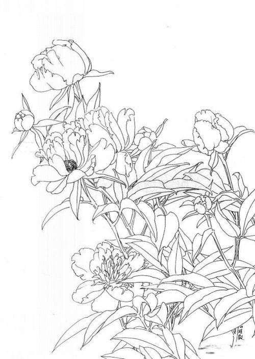 工笔芍药的画法步骤与白描底稿