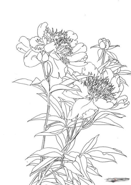 工笔芍药的画法步骤与白描底稿