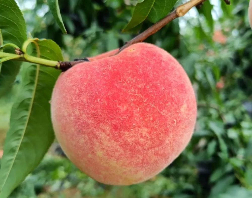 仅售20天冬雪王桃山东映霜红200多个日夜孕育顺丰包邮到家入口脆甜香