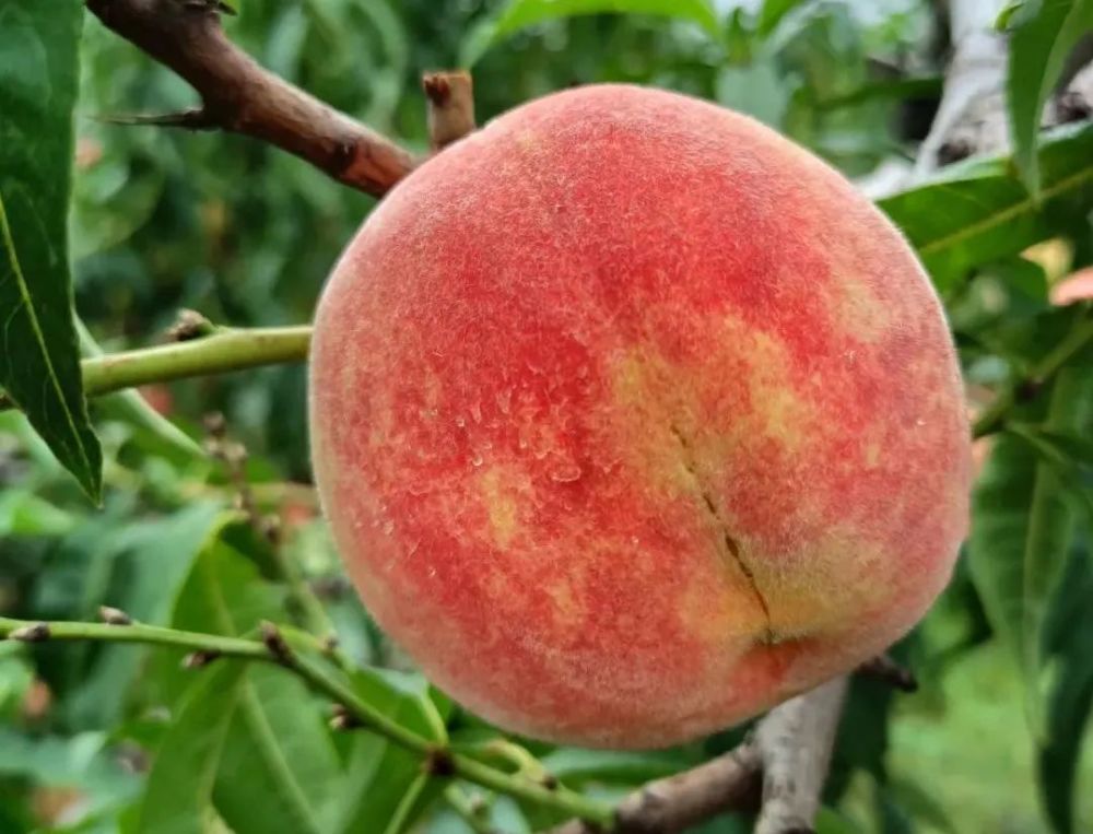 仅售20天冬雪王桃山东映霜红200多个日夜孕育顺丰包邮到家入口脆甜香