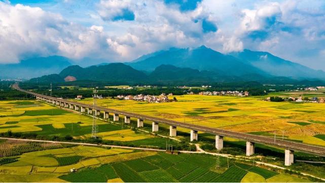 稻谷市场波动下的收购动态