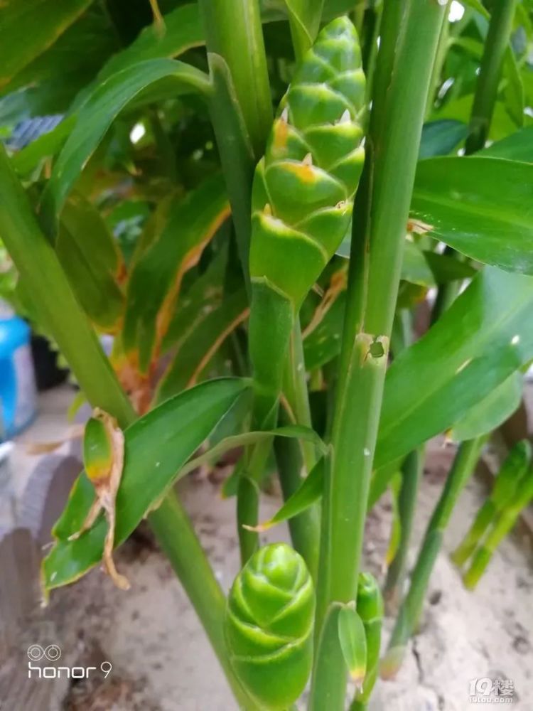 比铁树开花还少见,生姜开花你们见过没_腾讯新闻