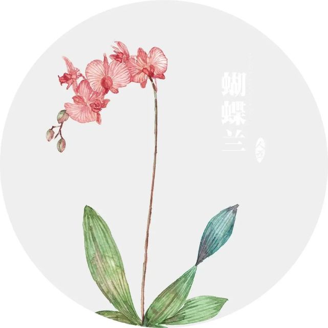 【动植物检疫】蝴蝶兰的出口日记