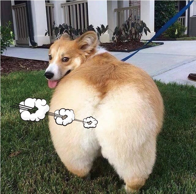 不用问,问就是狗子放屁!