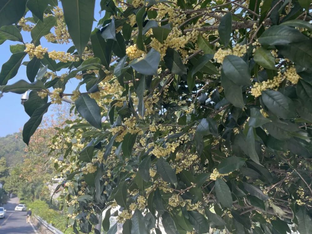 温暖的空气弥漫着桂花的香甜名家笔下的桂花沁人心脾文末互动福利