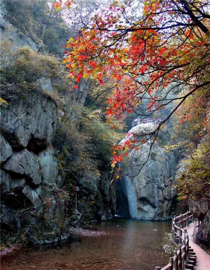 栾川老君山,红了!