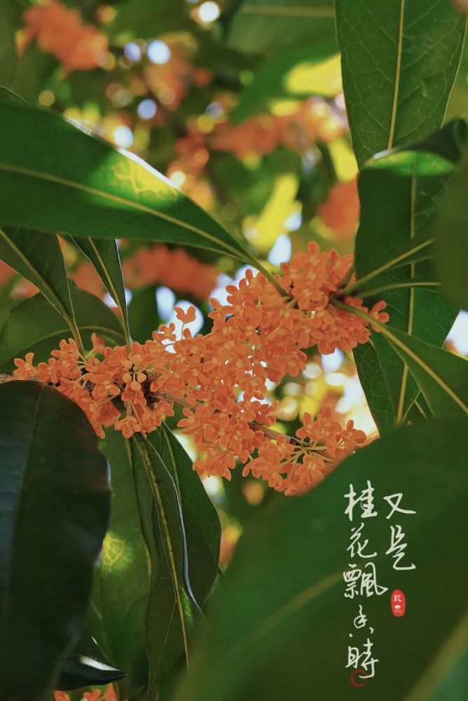 绝美秋日限定几度秋意凉迟来桂花香