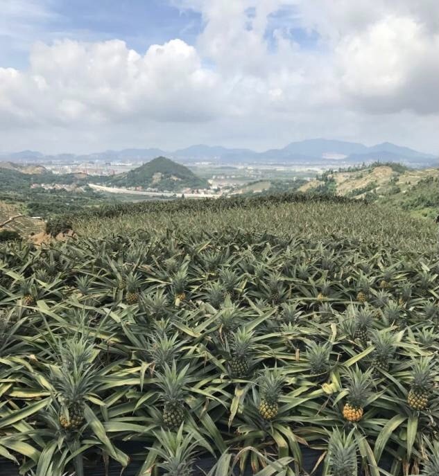 中山市神湾镇入选全国一村一品示范村镇