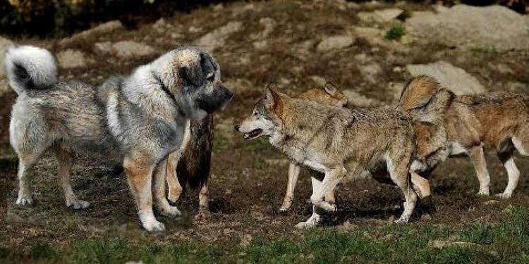 白毛狼王:豹子屠殺狼穴,花狗帶獒犬逃離狼山,狼王踏上覆仇之路